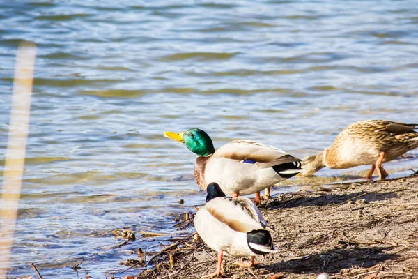 Los Patos Buscan Comida Lago Parque Invierno — Foto de Stock