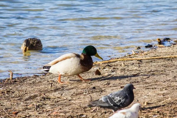 Kachny Hledat Jídlo Jezeře Parku Zimě — Stock fotografie