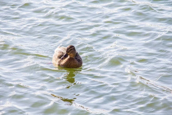 在中国的基辅 鸭子在湖中游泳 — 图库照片