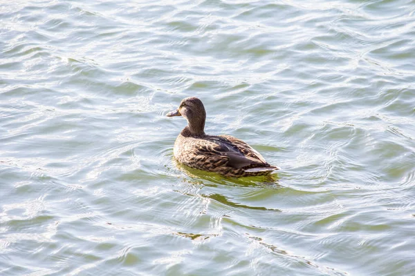 Ördekler kışın Kiev 'de Troyeschina' da gölde yüzerler.