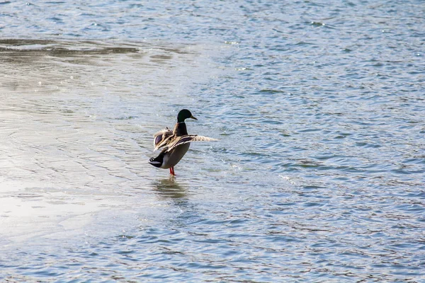 アヒルは冬に湖の氷の上に立つ — ストック写真