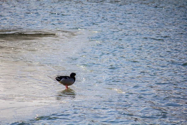 Canard Tient Sur Glace Dans Lac Hiver — Photo