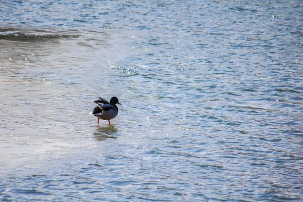 오리는 겨울에 호수의 — 스톡 사진
