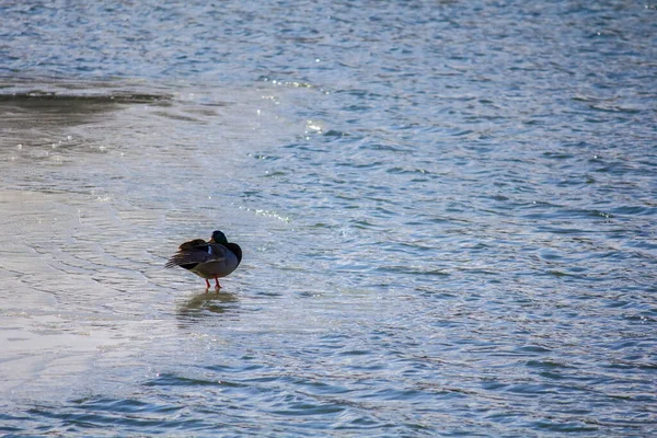 Canard Tient Sur Glace Dans Lac Hiver — Photo