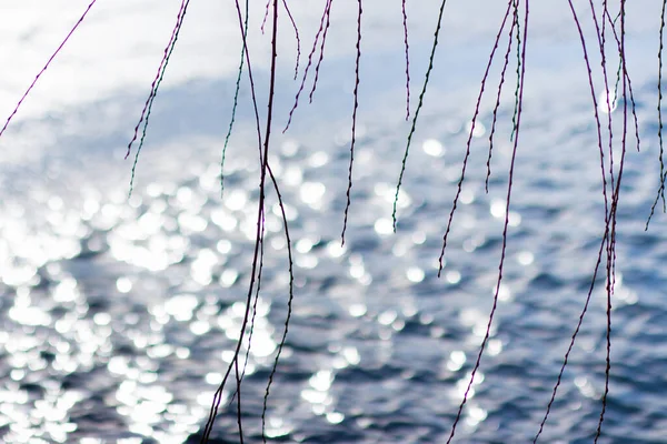 Branches Salix Alba Winter Lake Weeping Willow — Stock Photo, Image