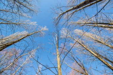 Yaprakları olmayan ağaçların tepeleri kışın mavi gökyüzüne karşı