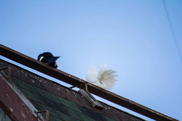 Голуби Крыше Дома Против Голубого Неба — стоковое фото