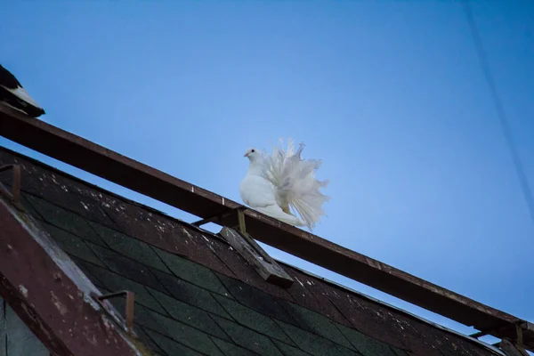 Голуби Крыше Дома Против Голубого Неба — стоковое фото