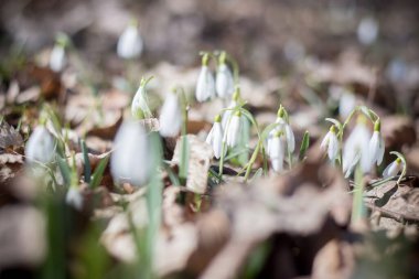 Ukrayna 'da bir evin bahçesinde kardamlaları çiçek açıyor.