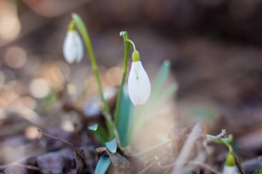 Ukrayna 'da bir evin bahçesinde kardamlaları çiçek açıyor.