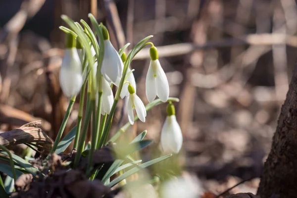 stock image Snowdrops bloom in the courtyard of a house in Ukraine