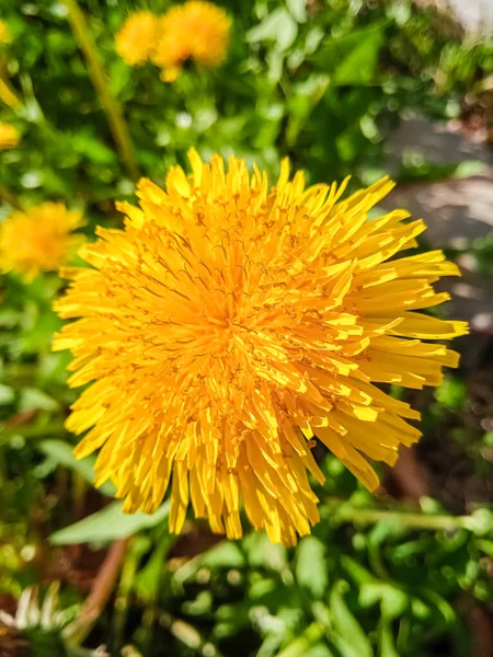 Löwenzahnblüte Aus Nächster Nähe — Stockfoto