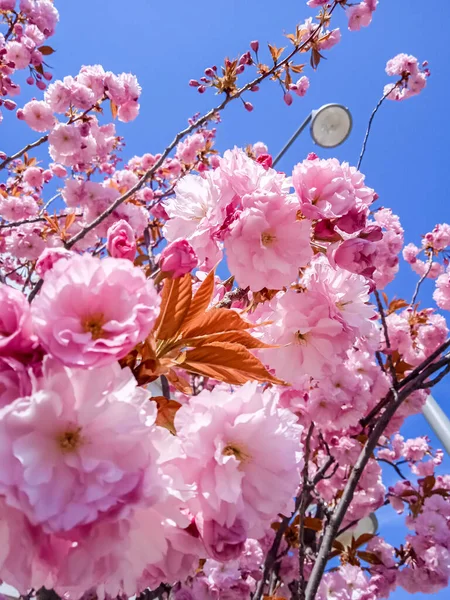 Ανθισμένη Sakura Kanzan Στην Ευρώπη — Φωτογραφία Αρχείου