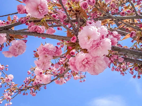 Blooming Sakura Kanzan Europe — Stockfoto