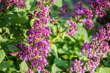 İlkbaharda şehirde leylak çiçek açar.