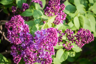 İlkbaharda şehirde leylak çiçek açar.