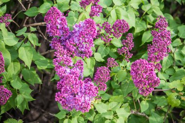 İlkbaharda şehirde leylak çiçek açar.