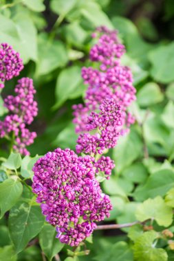 İlkbaharda şehirde leylak çiçek açar.