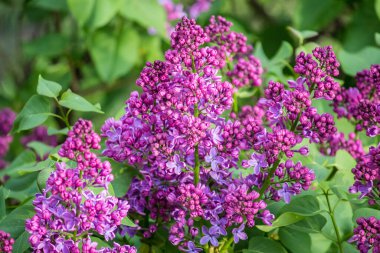 İlkbaharda şehirde leylak çiçek açar.