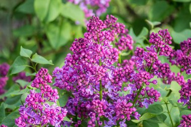 İlkbaharda şehirde leylak çiçek açar.