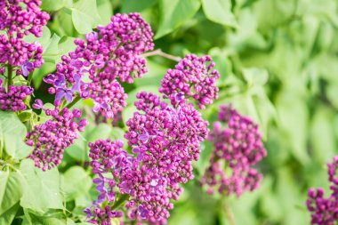 İlkbaharda şehirde leylak çiçek açar.