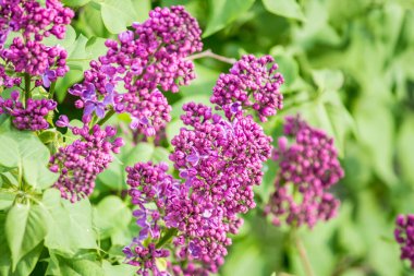 İlkbaharda şehirde leylak çiçek açar.