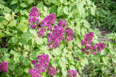 İlkbaharda şehirde leylak çiçek açar.