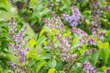 İlkbaharda şehirde leylak çiçek açar.