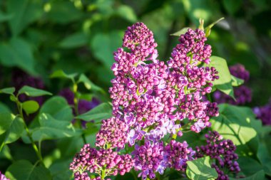 İlkbaharda şehirde leylak çiçek açar.
