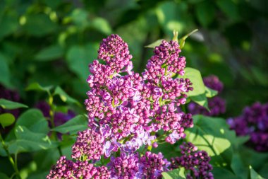 İlkbaharda şehirde leylak çiçek açar.