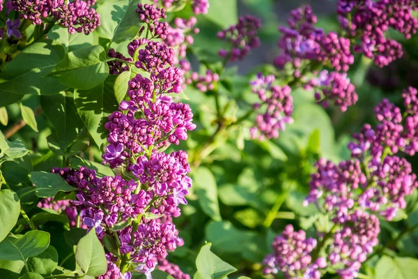 İlkbaharda şehirde leylak çiçek açar.