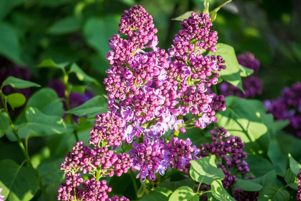 İlkbaharda şehirde leylak çiçek açar.