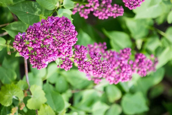 İlkbaharda şehirde leylak çiçek açar.