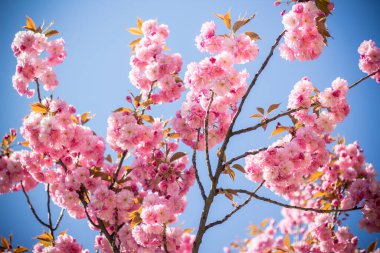 Avrupa 'da çiçek açan Sakura kanzan