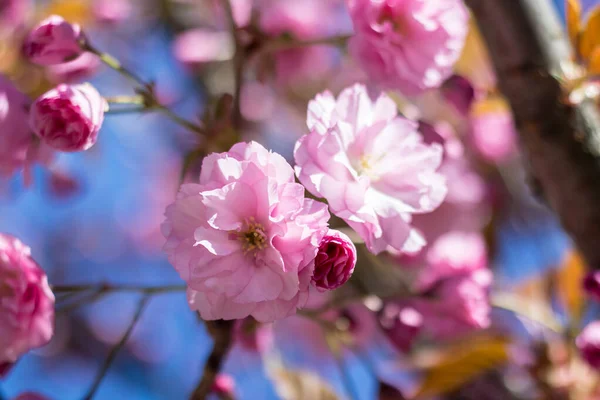 Blooming Sakura Kanzan Europe — Photo