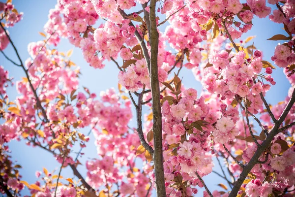 Blooming Sakura Kanzan Europe — Photo
