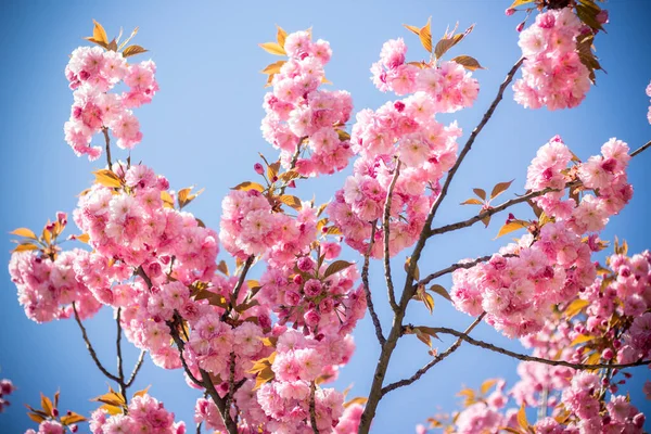 ヨーロッパでの桜の寒山の開花 — ストック写真