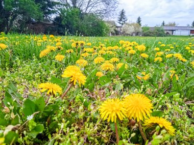 Evin yakınındaki avluda karahindiba otları