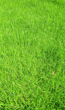 Baharın başında taze yeşil yapraklar