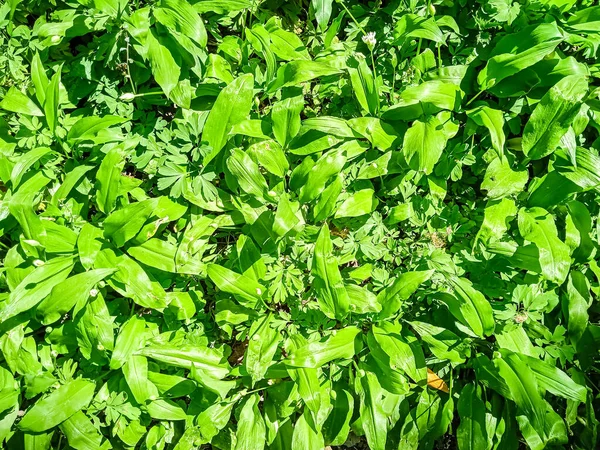 Folhas Verdes Frescas Início Primavera — Fotografia de Stock