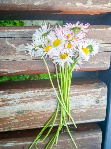 ベンチの近くにある小さなデイジーの花束 — ストック写真