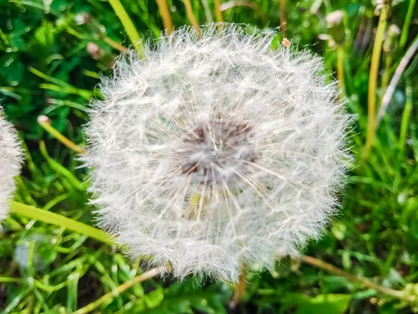 Puszyste Dandelion Zbliżenie Wiosną — Zdjęcie stockowe