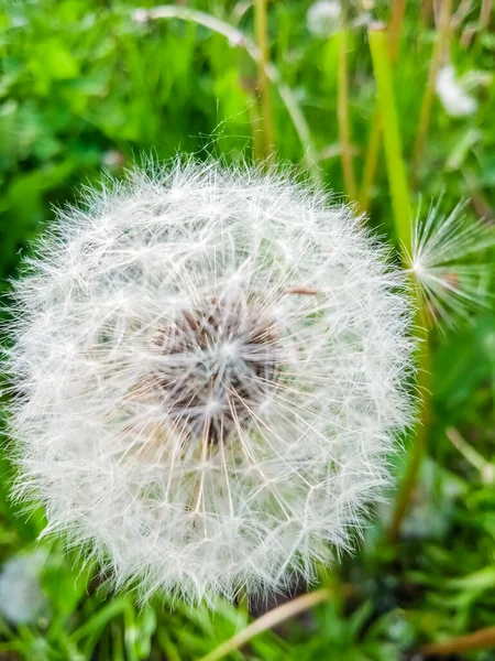 春にはふわふわのタンポポが閉まります — ストック写真