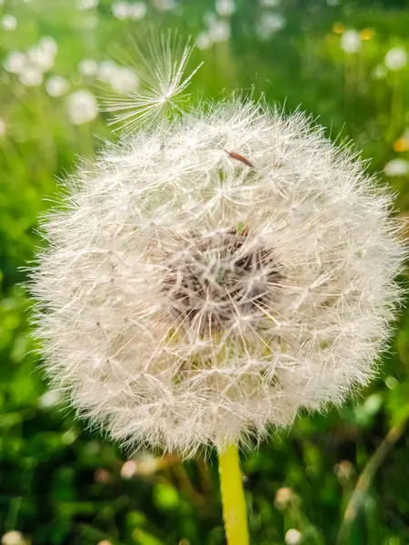 Puszyste Dandelion Zbliżenie Wiosną — Zdjęcie stockowe