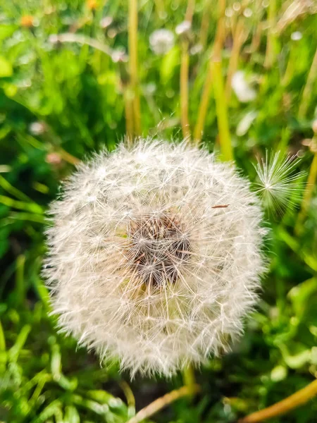 春にはふわふわのタンポポが閉まります — ストック写真