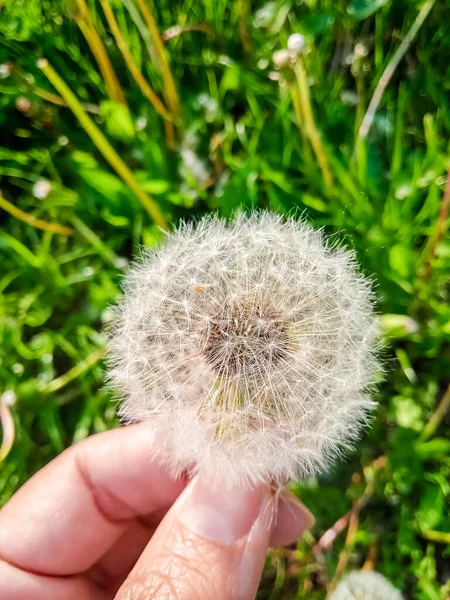 手で閉じるふわふわのタンポポ — ストック写真