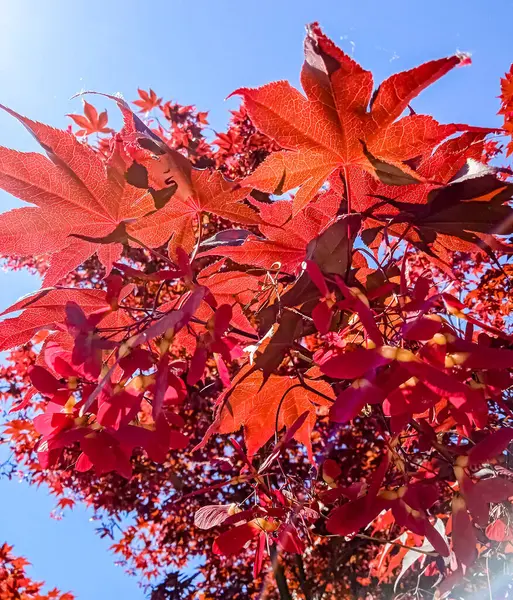 Красные Листья Голубом Небе — стоковое фото