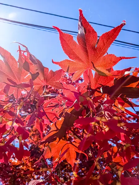Красные Листья Голубом Небе — стоковое фото