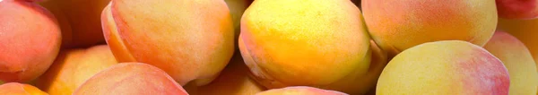 Ripe Apricots Arranged Row Close — Zdjęcie stockowe