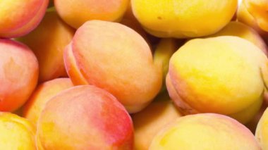 Olgun kayısılar yakın planda dizilmiş.